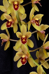 Cymbidium Lloyd's Ori Gem HCC/AOS 78 pts.